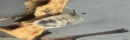 Isopods invertebrates for sale: Dairy Cow Isopods (P.laevis) X10+ - Advert 2