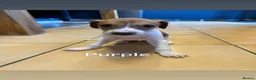Saluki dogs for sale: Saluki greyhound puppies- Boys in Dover - Advert 19