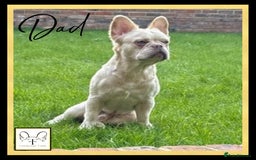French Bulldog dogs for sale: *Platinum* KC Litter Only 2 Boys Left Lilac & Tan - Image 8
