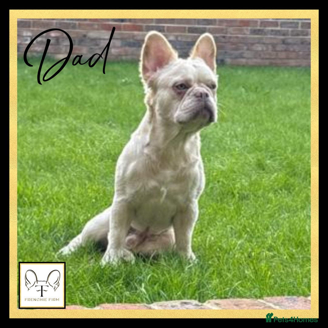French Bulldog dogs for sale: *Platinum* KC Litter Only 2 Boys Left Lilac & Tan - Image 8