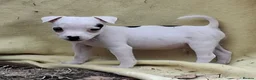 Jack Russell dogs for sale: Outstanding Jack Russel male puppies - Advert 10