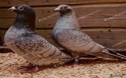Pigeons birds for sale: RARE RUBELLA COLOURED RACING PIGEONS - Image 1