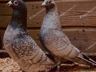 Pigeons birds for sale - Advert 1