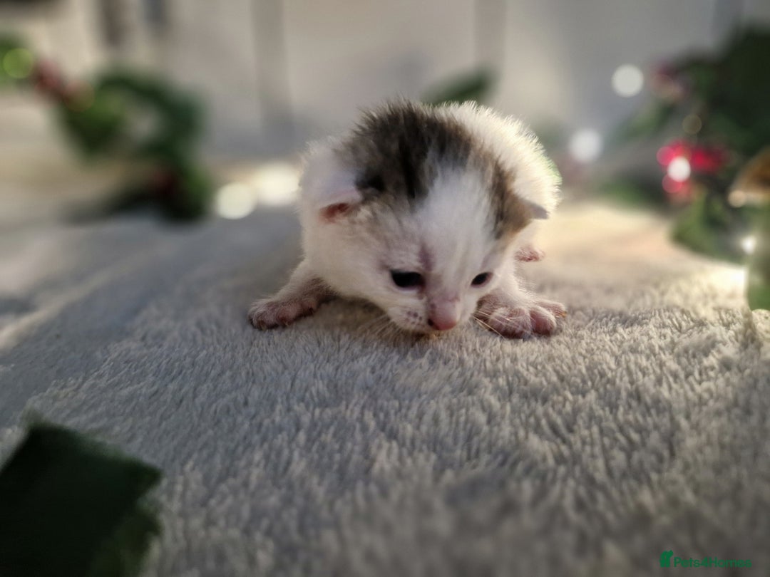 Mixed Breed cats for sale: 1 beautiful ginger&white kitten - Advert 18