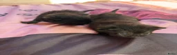 British Shorthair cats for sale: Kittens for sale  in Bradford - Advert 4