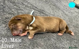 Mixed Breed dogs for sale: Malamute x Alaskan Shepherd Litter - Image 12