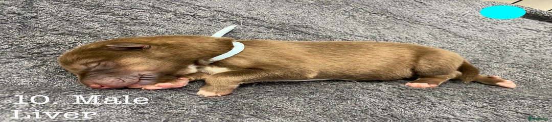 Pup 10