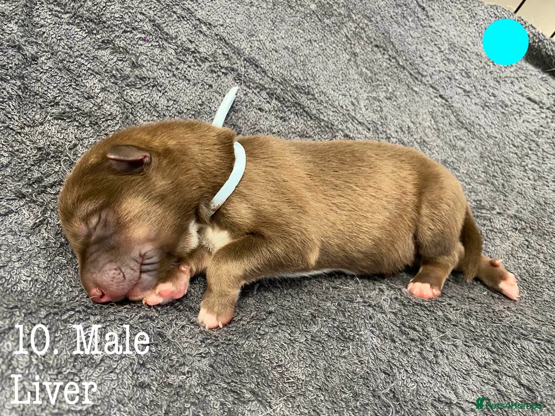 Mixed Breed dogs for sale: Malamute x Alaskan Shepherd Litter - Image 12