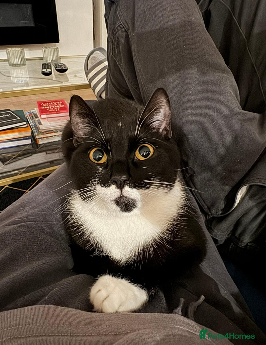 Mixed Breed cats for sale: sweet 2 y/o boy looking for forever home - Image 2