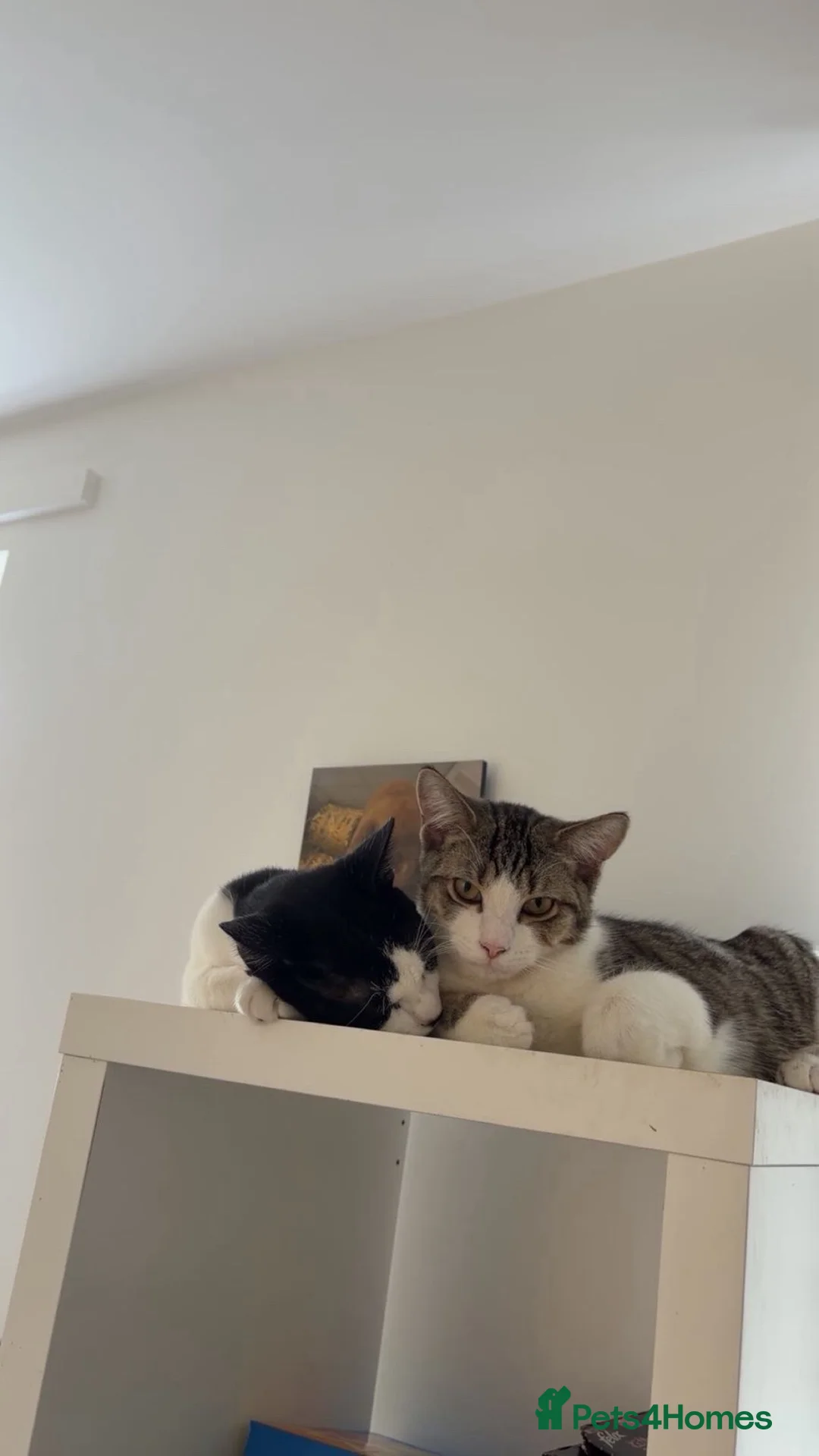 Mixed Breed cats for sale: 2 beautiful male cats for sale - Advert 6