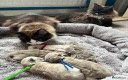 Ragdoll cats for sale: 🐾 Beautiful Mink Ragdoll Kittens 🐾 - Image 3
