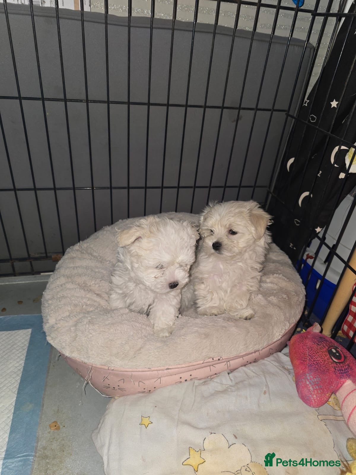 Maltese dogs Bishon Maltese Minitoy Pure in Wolverhampton - Advert 1