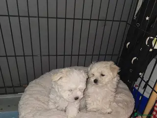 Maltese dogs Bishon Maltese Minitoy Pure in Wolverhampton - Advert 1