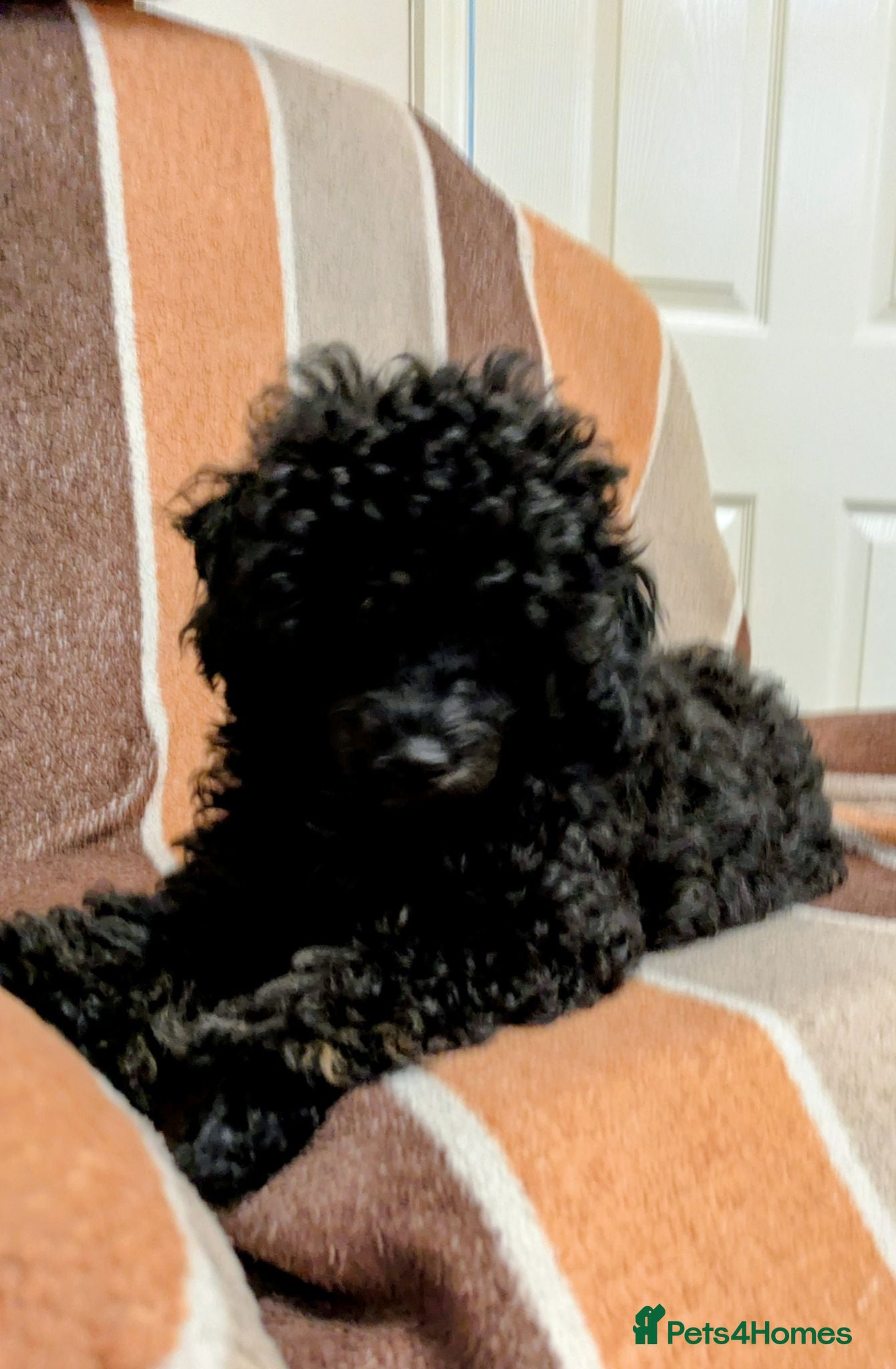 Toy Poodle dogs Toy poodle girls KC , fully vac 14 weeks old  - Advert 2