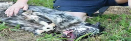 English Setter dogs for adoption: Bomer in Worthing - Advert 7