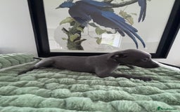 Whippet dogs for sale: Blue whippets  - Image 1