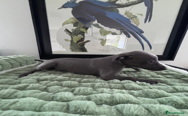 Whippet dogs - Advert 1