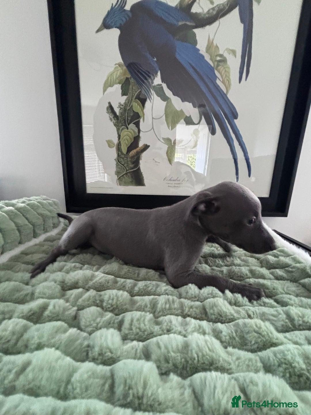 Whippet dogs for sale: Blue whippets  - Image 1
