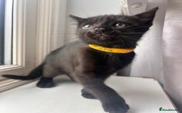 Mixed Breed cats for sale: Female kitten - Image 1