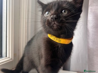 Mixed Breed cats - Advert 6