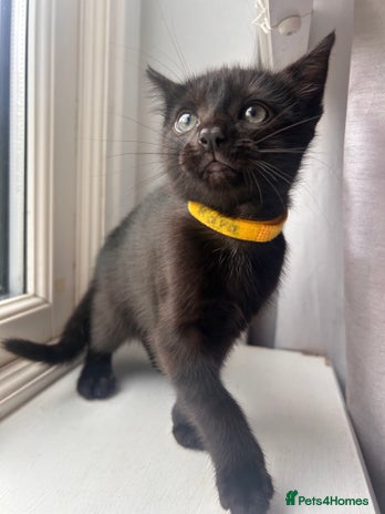 Mixed Breed cats - Advert 6