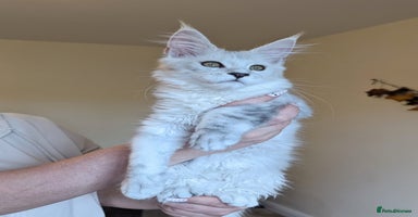 Maine Coon cats - Advert 15