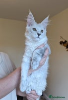 Maine Coon cats - Advert 15