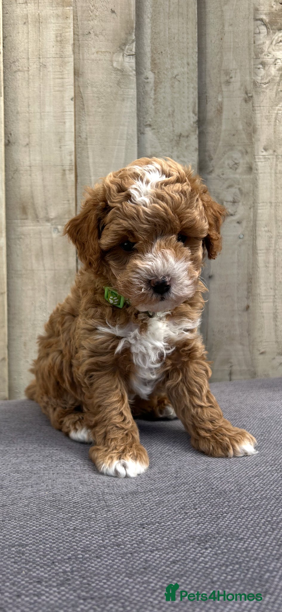 Cavapoo dogs Stunning DNA Health tested F1b Cavapoos  - Advert 14