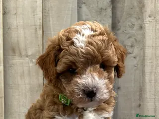 Cavapoo dogs Stunning DNA Health tested F1b Cavapoos - Advert 15