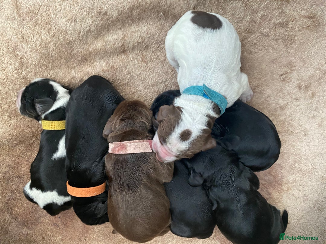 Cocker Spaniel dogs for sale: Cocker spaniels  - Advert 17