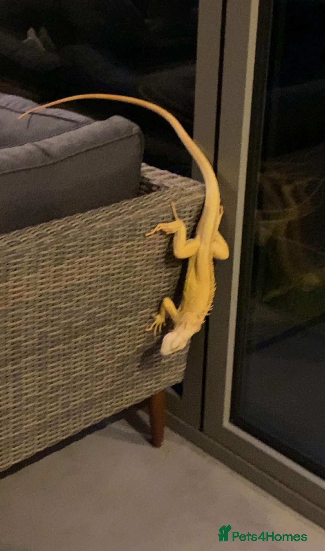 Iguana reptiles for sale: Albert Albino Iguana - Advert 3