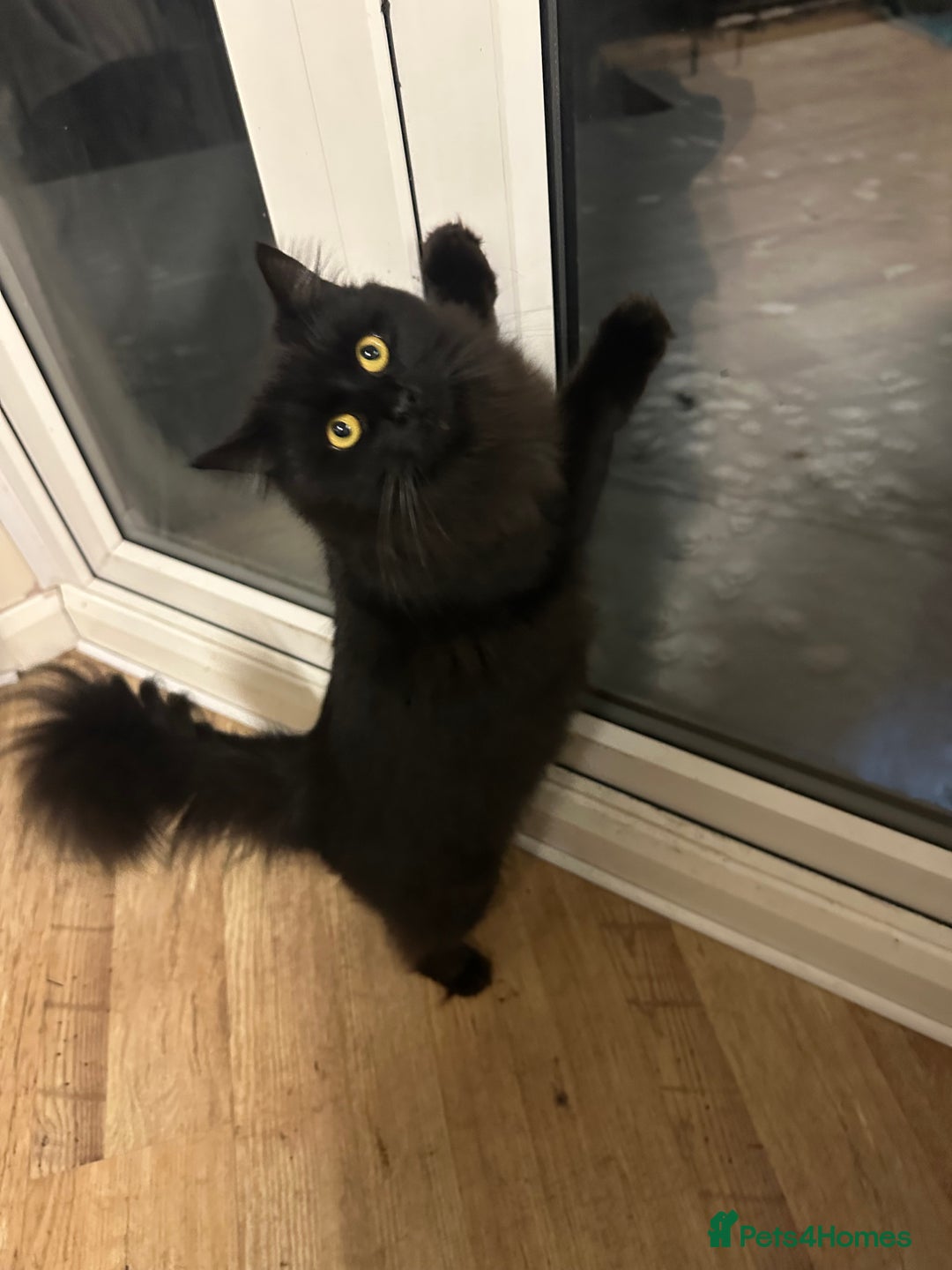 Maine Coon cats for sale: Beautiful girl half Maine coon half Bombay black  - Advert 6