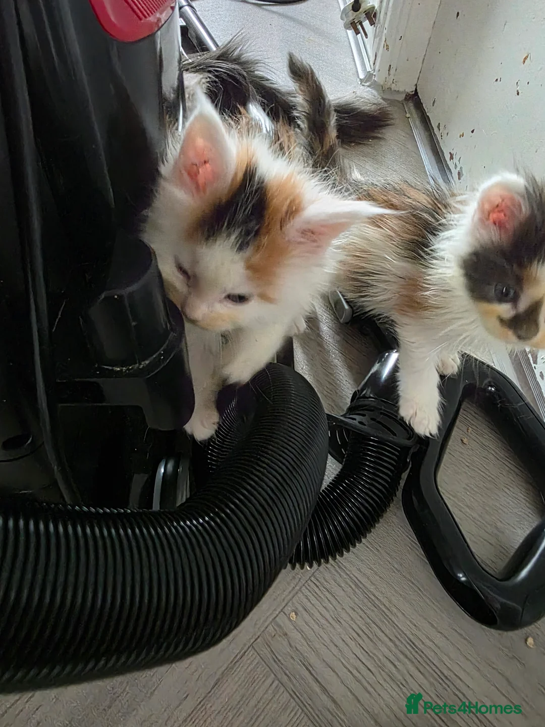 Maine Coon cats for sale: STUNNING MAINE COON KITTENS  - Advert 20