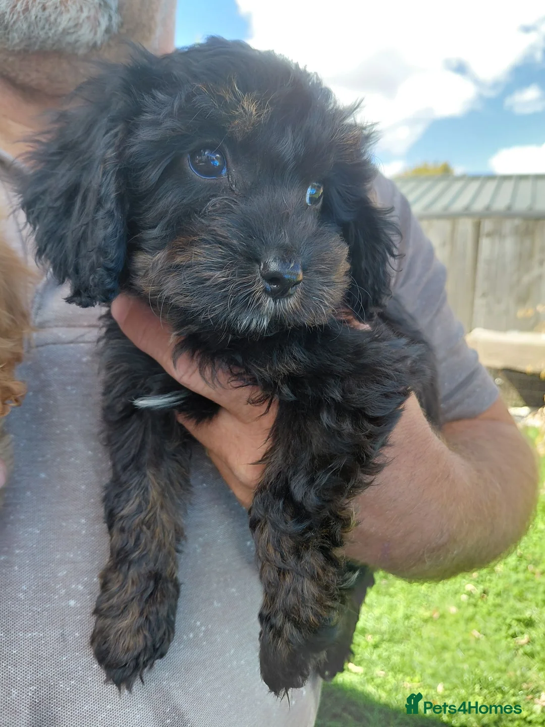 Cavapoo dogs for sale: Stunning f1 cavapoos - Advert 1