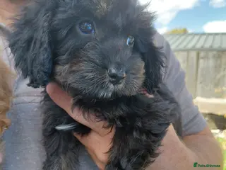 Cavapoo dogs Stunning f1 cavapoos - Advert 2