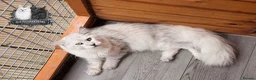 Maine Coon cats for stud: Black Silver Shaded Stud Imported from Bulgaria - Advert 6