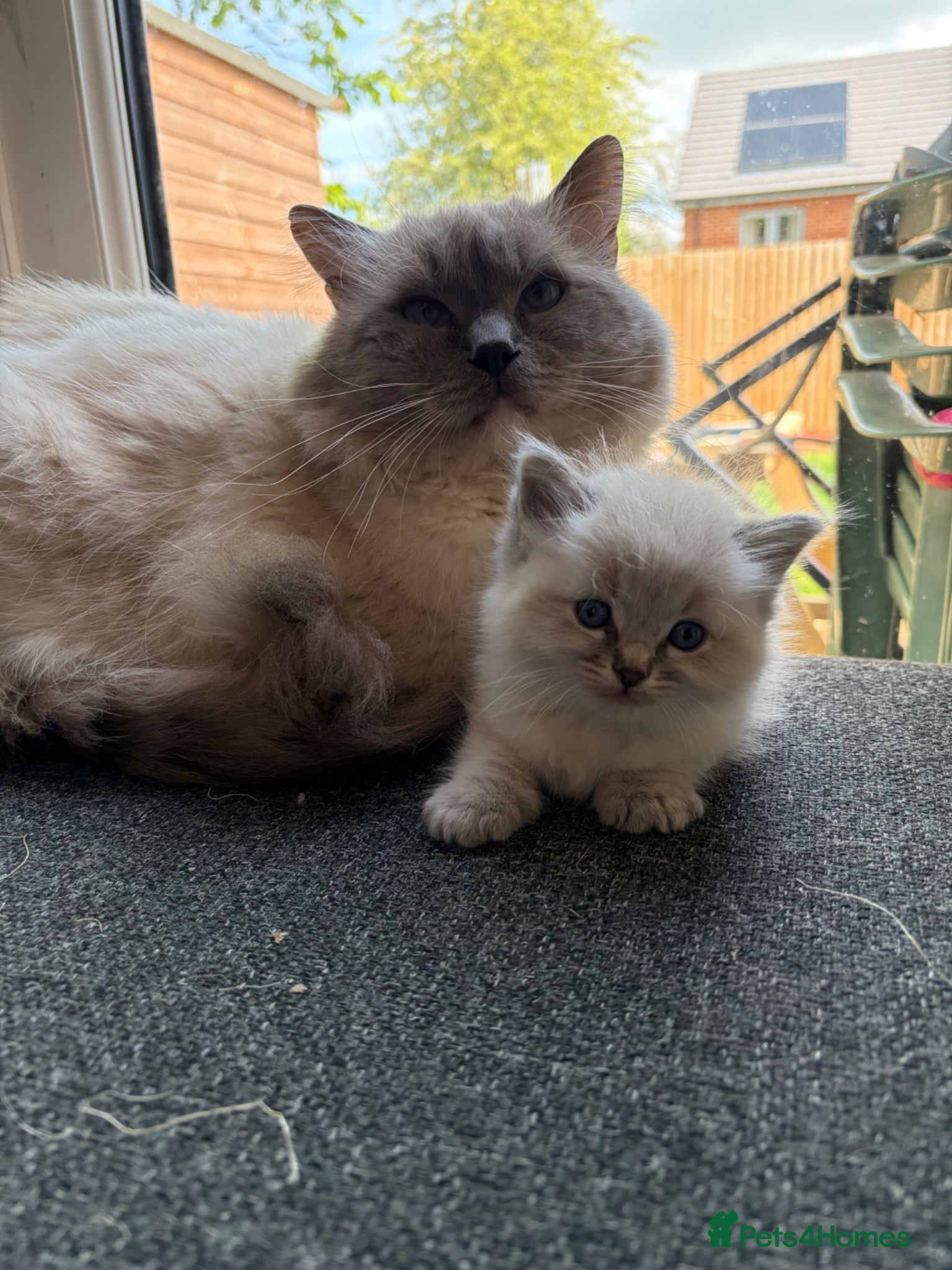 Ragdoll cats 3 remaining! ✨Gorgeous ragdoll kittens✨  - Advert 9