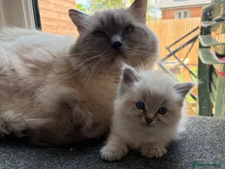 Ragdoll cats 3 remaining! ✨Gorgeous ragdoll kittens✨ - Advert 9