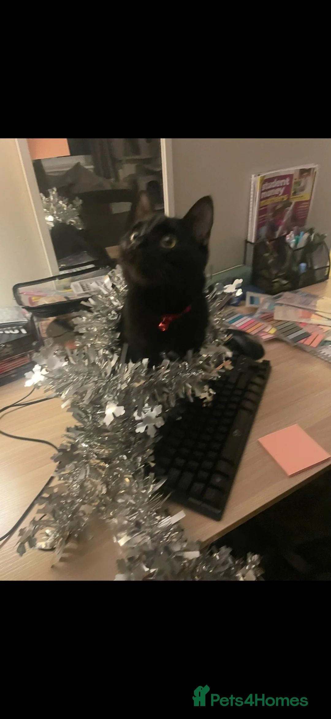 Mixed Breed cats for sale: Yami  - Advert 2