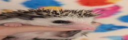 Pygmy Hedgehog rodents for sale: Gorgeous Reduced Hoglets available NOW!!!! - Advert 12