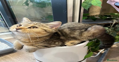 British Shorthair cats in Feltham - Advert 1