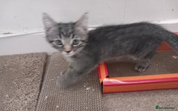 Mixed Breed cats for sale: READY TO GO Large Maine Coon Cross Kittens - Image 5