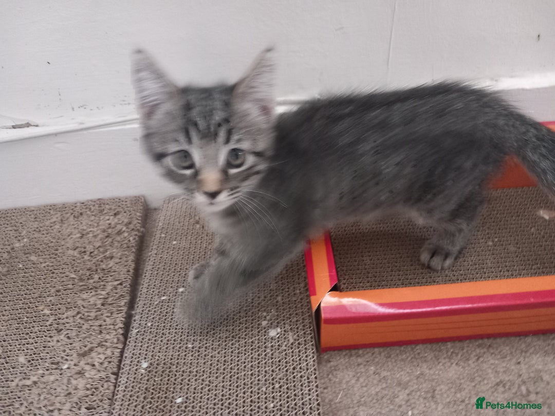 Mixed Breed cats for sale: READY TO GO Large Maine Coon Cross Kittens - Image 5