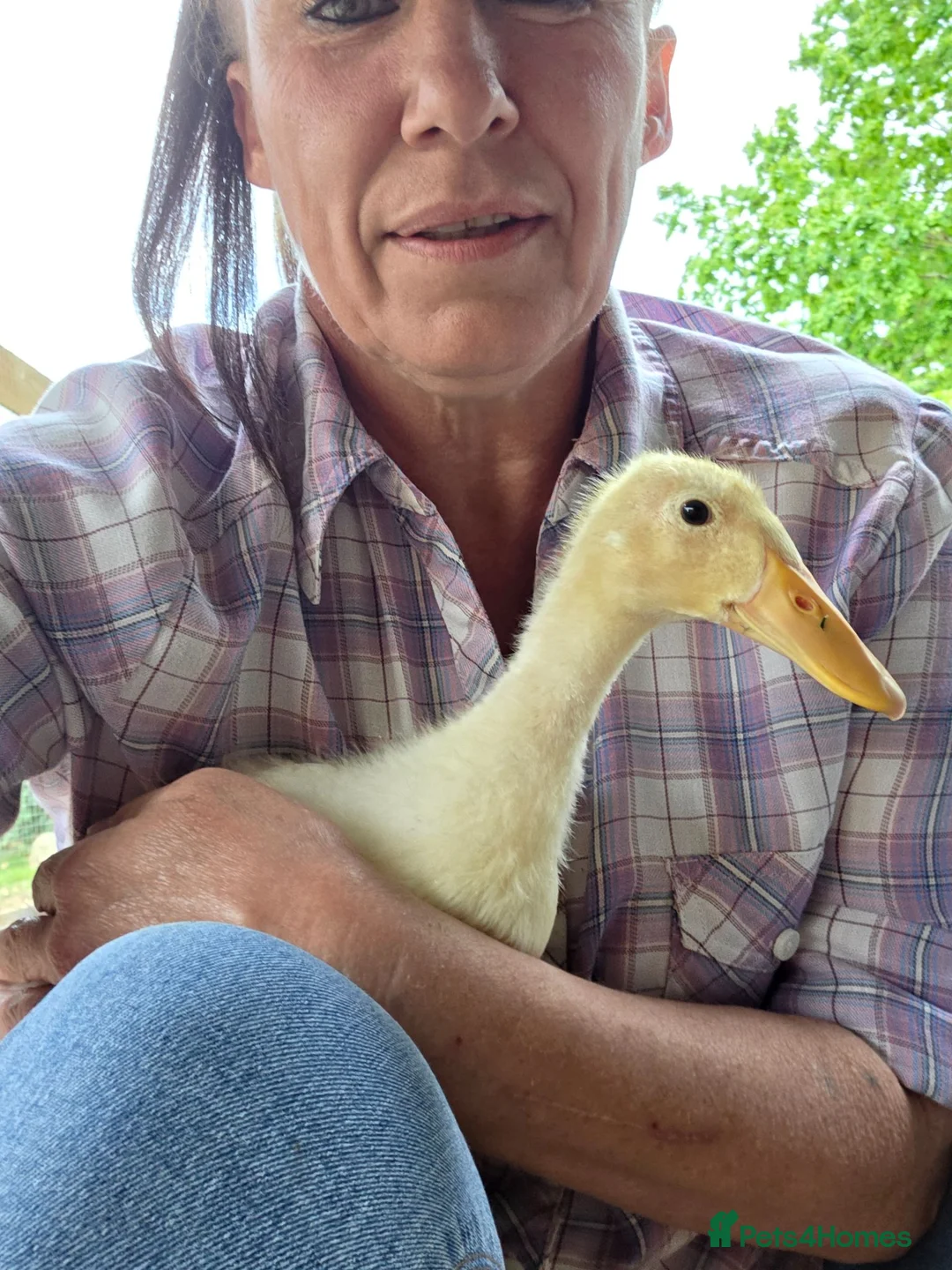 Ducks poultry for sale: 2 x indian runner ducks - Advert 2