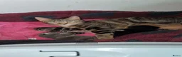 Mixed Breed cats for sale: 3 kittens  - Advert 4