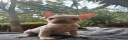 French Bulldog dogs for sale: Beautiful French bulldogs in Ilford - Advert 23