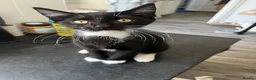 Mixed Breed cats for sale: Lovely playful little kittens  in Hatfield - Advert 2
