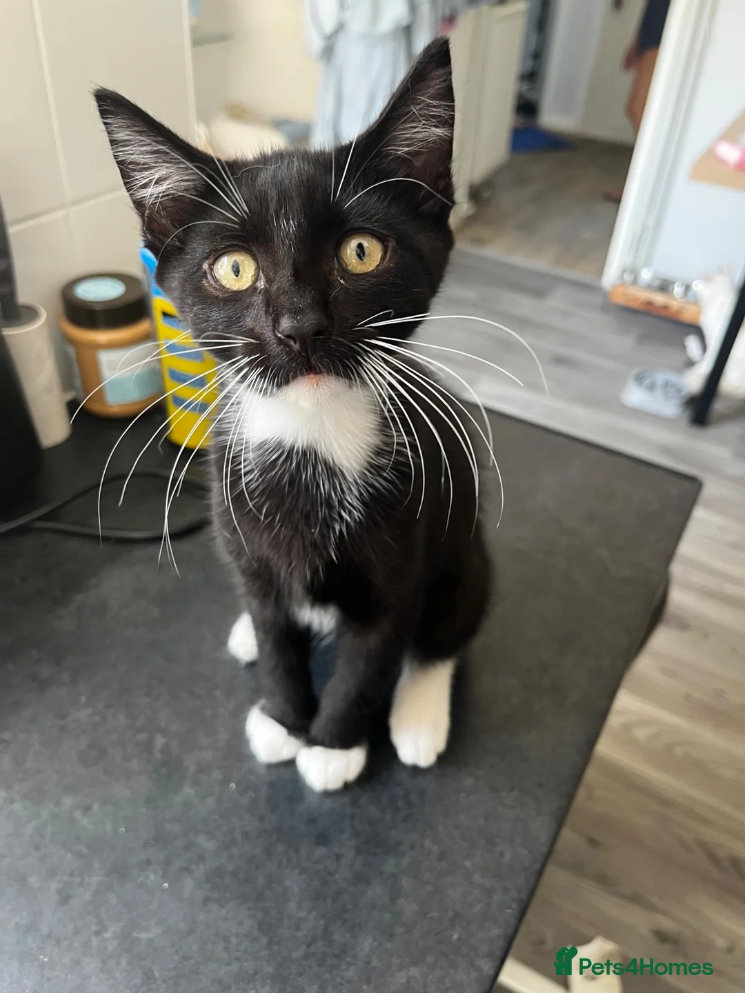 Mixed Breed cats for sale: Lovely playful little kittens  in Hatfield - Advert 2