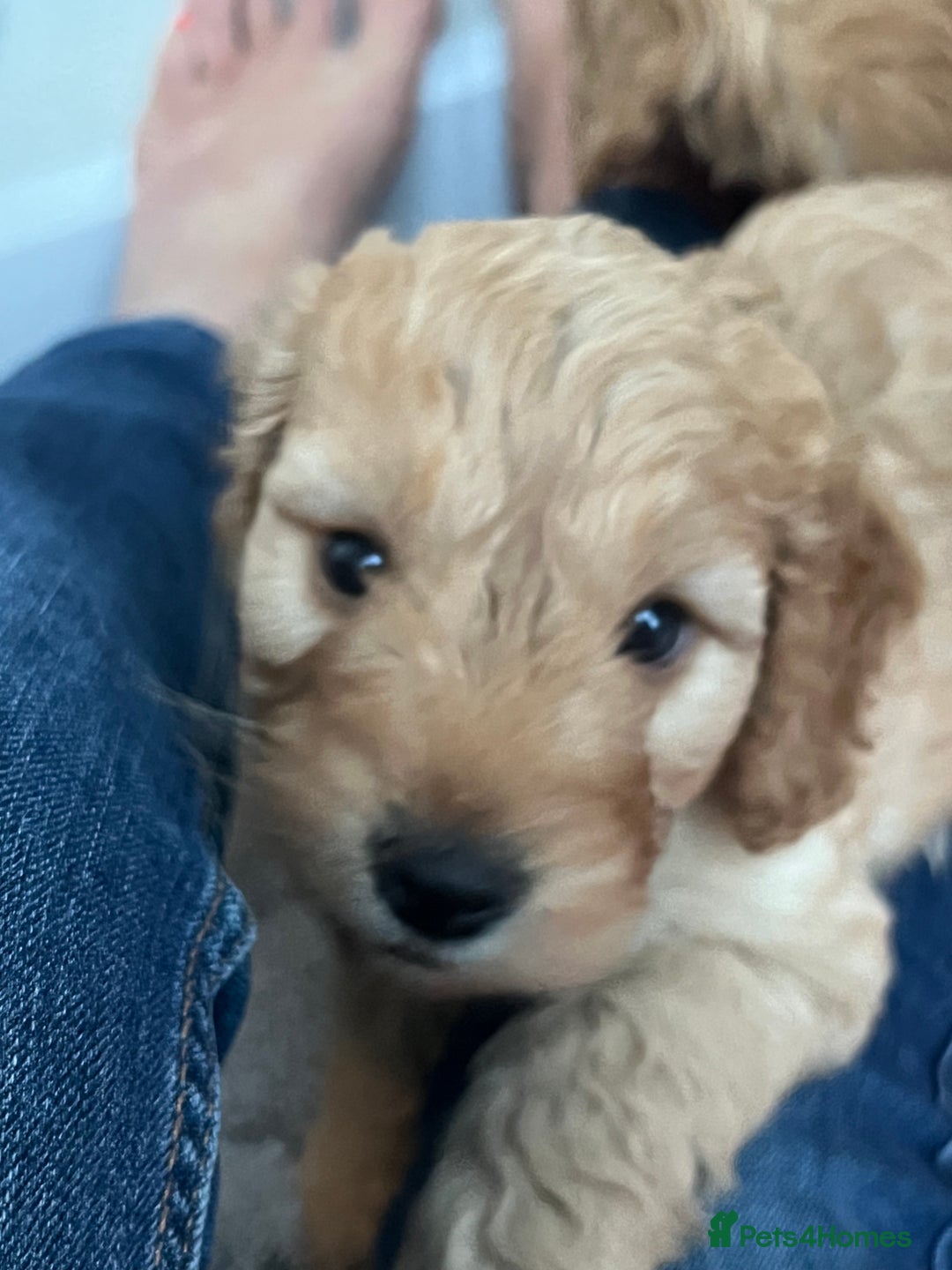 Cockapoo dogs for sale: Adorable beautiful f1 cockerpoo pups - Advert 19