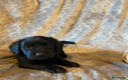Labradoodle dogs for sale: Rare mini labradoodles variety of colours! - Image 11